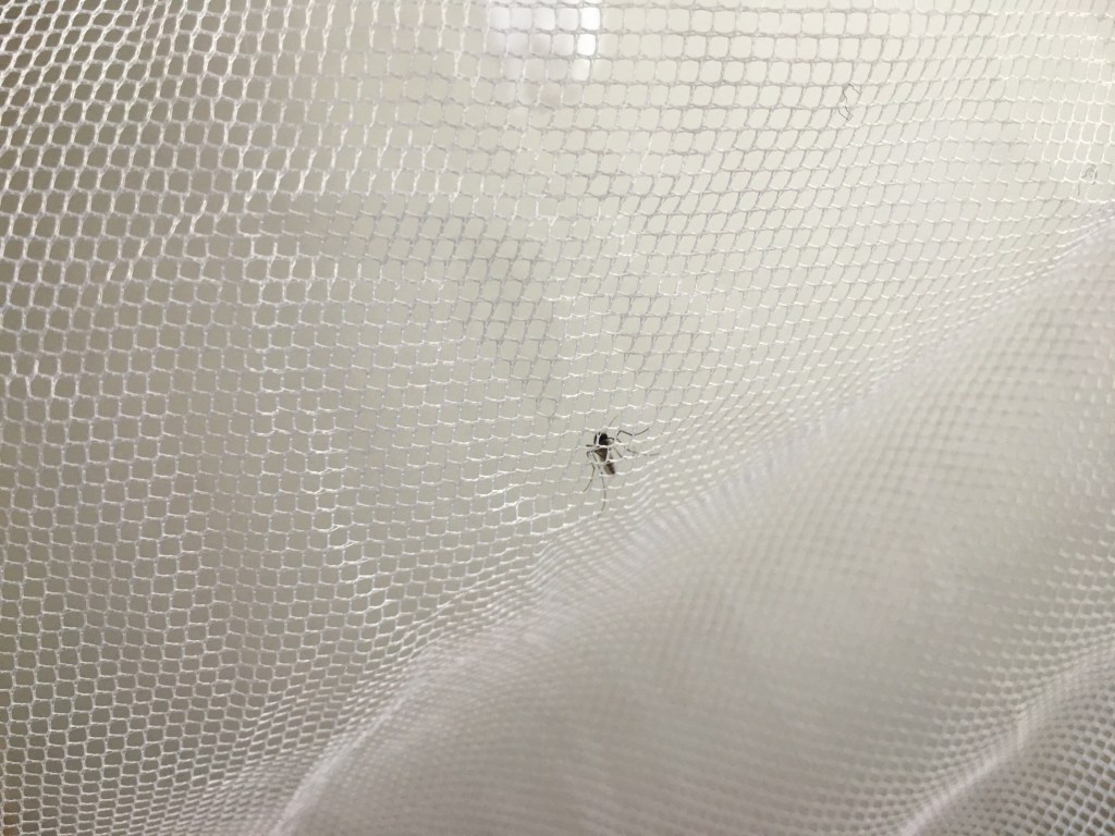 The biotechnological mosquito